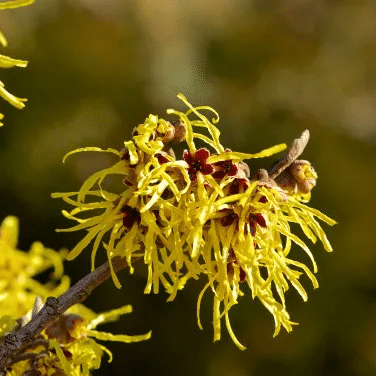 HAMAMELIS VIRGINIANA 金缕梅提取物