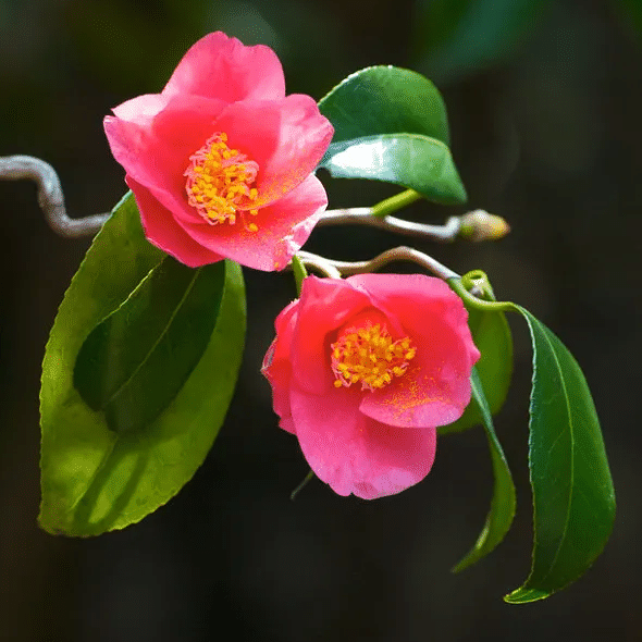 CAMELLIA JAPONICA 山茶花提取物