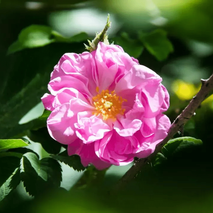 ROSE WATER 玫瑰纯露