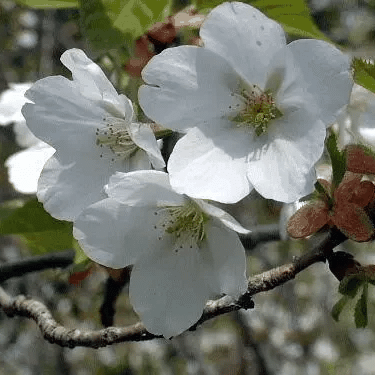 PRUNUS SPECIOSA 樱花花提取物